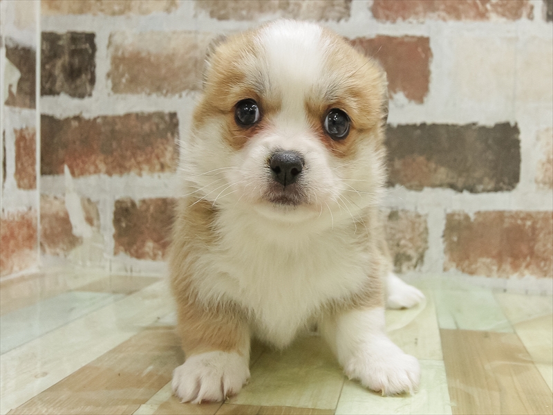 滋賀県のハーフ犬・ミックス犬 (ワンラブピエリ守山店/2025年10月11日生まれ/女の子/セーブルホワイト)の子犬の3枚目の画像