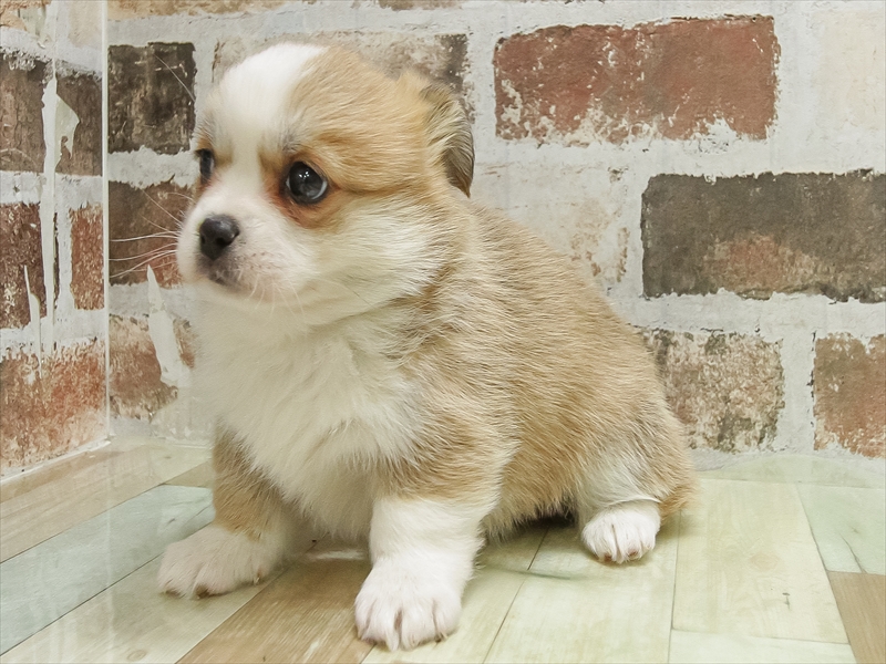 滋賀県のハーフ犬・ミックス犬 (ワンラブピエリ守山店/2025年10月11日生まれ/女の子/セーブルホワイト)の子犬の2枚目の画像