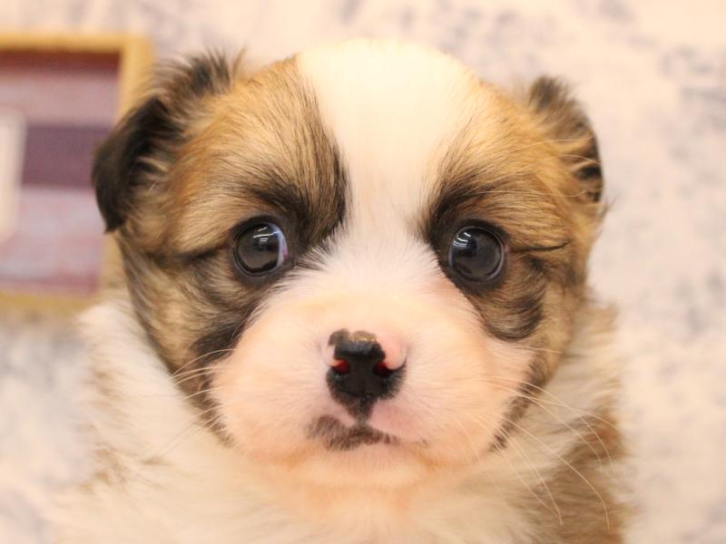 神奈川県のハーフ犬・ミックス犬 (ワンラブTHE OUTLETS  湘南平塚店/2025年10月12日生まれ/男の子/セーブルホワイト)の子犬