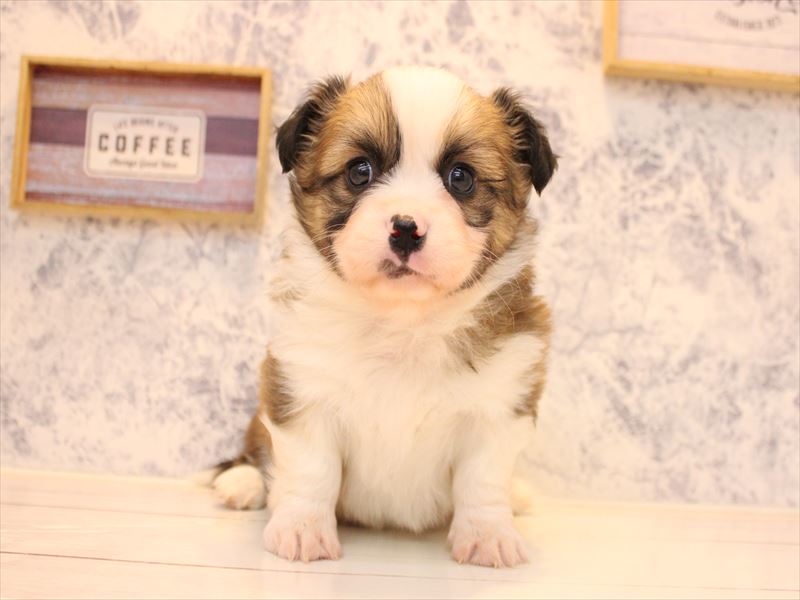 神奈川県のハーフ犬・ミックス犬 (ワンラブTHE OUTLETS  湘南平塚店/2025年10月12日生まれ/男の子/セーブルホワイト)の子犬の2枚目の画像