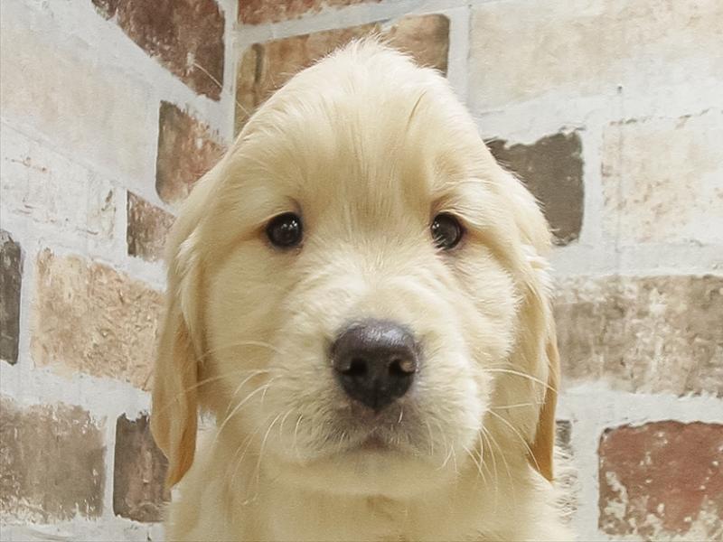 愛知県のゴールデンレトリバー (ワンラブ名古屋守山インター総本店/2025年10月13日生まれ/女の子/ゴールデン)の子犬の1枚目の画像