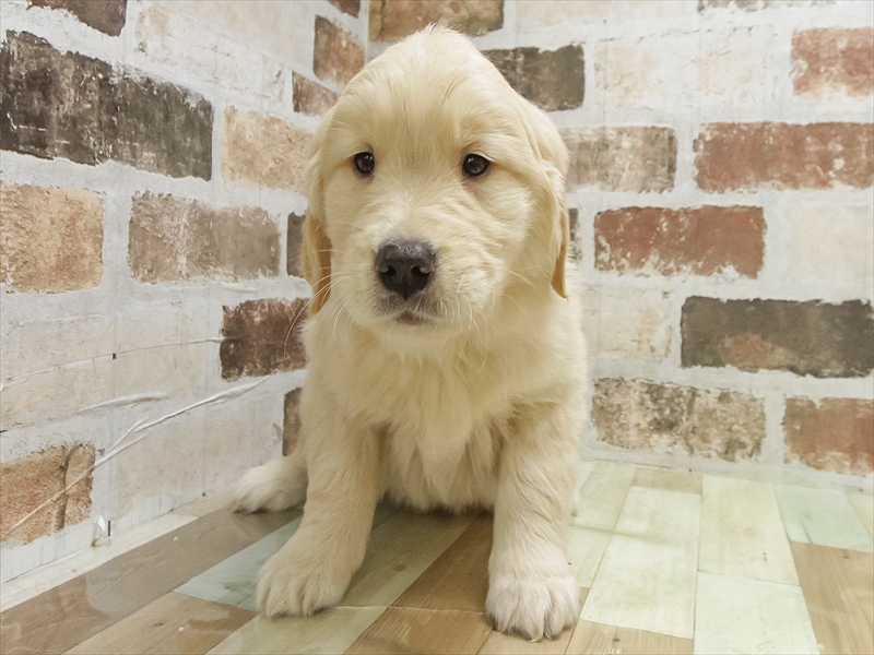 愛知県のゴールデンレトリバー (ワンラブ名古屋守山インター総本店/2025年10月13日生まれ/女の子/ゴールデン)の子犬の3枚目の画像