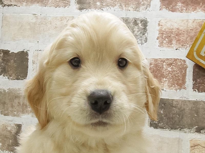 愛知県のゴールデンレトリバー (ワンラブ名古屋守山インター総本店/2025年10月13日生まれ/女の子/ゴールデン)の子犬の1枚目の画像