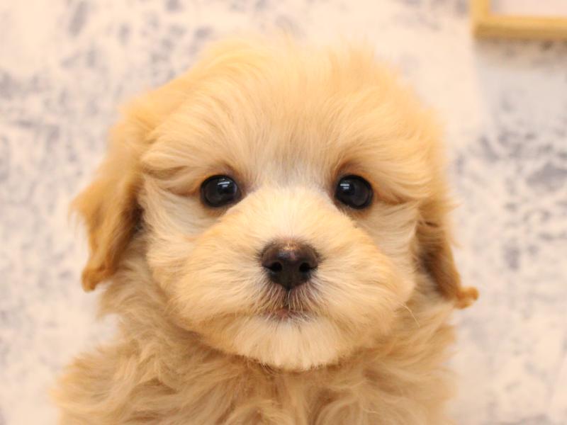 埼玉県のマルプー(マルチーズ×プードル) (ワンラブカインズ蓮田店/2025年10月5日生まれ/男の子/アプリコット)の子犬の1枚目の画像
