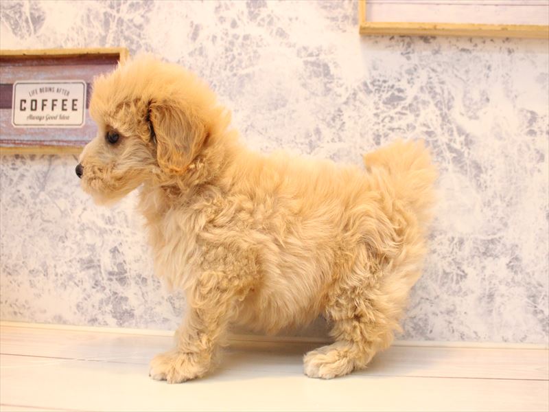 埼玉県のマルプー(マルチーズ×プードル) (ワンラブカインズ蓮田店/2025年10月5日生まれ/男の子/アプリコット)の子犬の3枚目の画像