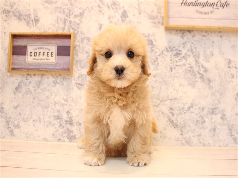 埼玉県のマルプー(マルチーズ×プードル) (ワンラブカインズ蓮田店/2025年10月5日生まれ/男の子/アプリコット)の子犬の2枚目の画像