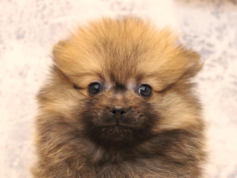 鳥取県のポメラニアン (ワンラブカインズ鳥取店/2025年10月13日生まれ/男の子/オレンジ)の子犬