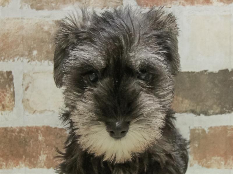 愛知県のミニチュアシュナウザー (ワンラブ名古屋守山インター総本店/2025年10月6日生まれ/女の子/ブラックシルバー)の子犬の1枚目の画像