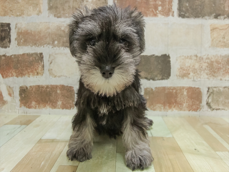 愛知県のミニチュアシュナウザー (ワンラブ名古屋守山インター総本店/2025年10月6日生まれ/女の子/ブラックシルバー)の子犬の3枚目の画像