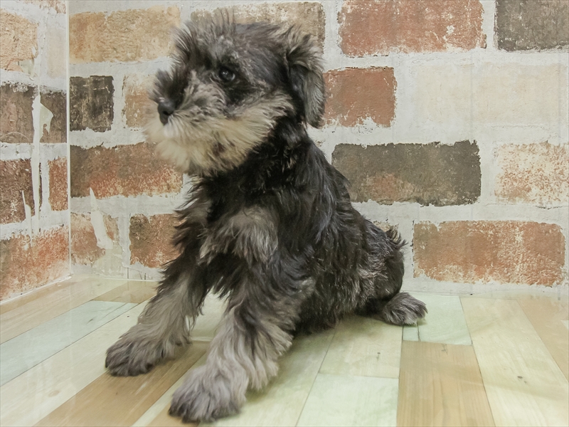 愛知県のミニチュアシュナウザー (ワンラブ名古屋守山インター総本店/2025年10月6日生まれ/女の子/ブラックシルバー)の子犬の2枚目の画像