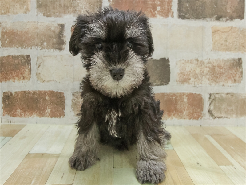 愛知県のミニチュアシュナウザー (ワンラブ名古屋守山インター総本店/2025年10月6日生まれ/女の子/ソルトペッパー)の子犬の3枚目の画像