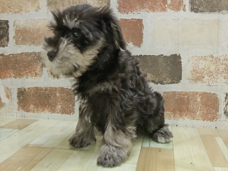 愛知県のミニチュアシュナウザー (ワンラブ名古屋守山インター総本店/2025年10月6日生まれ/女の子/ソルトペッパー)の子犬の2枚目の画像