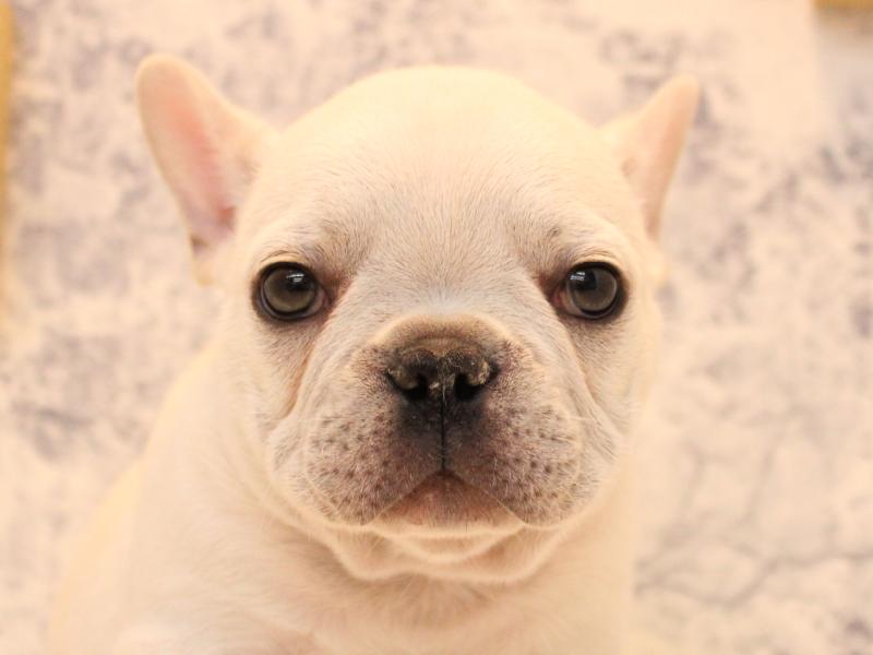 東京都のフレンチブルドッグ (ワンラブららぽーと立川立飛店/2025年10月11日生まれ/男の子/クリーム)の子犬の1枚目の画像