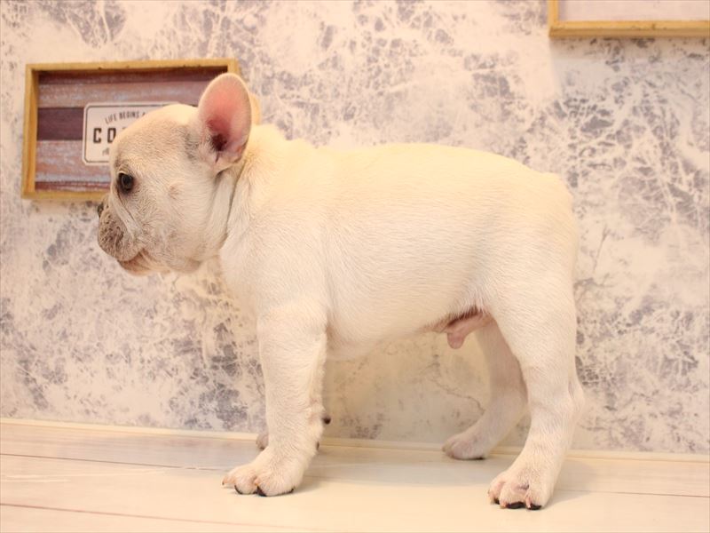 東京都のフレンチブルドッグ (ワンラブららぽーと立川立飛店/2025年10月11日生まれ/男の子/クリーム)の子犬の3枚目の画像