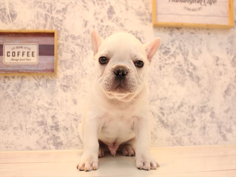 東京都のフレンチブルドッグ (ワンラブららぽーと立川立飛店/2025年10月11日生まれ/男の子/クリーム)の子犬の2枚目の画像