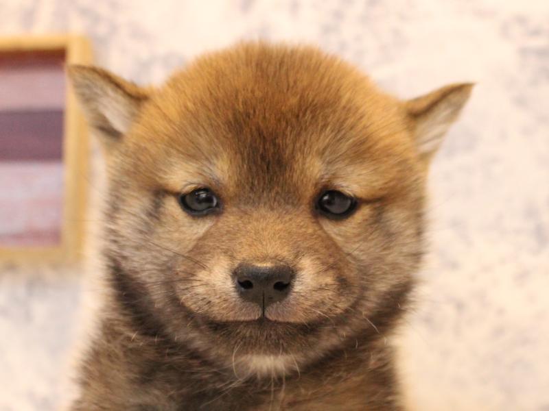 埼玉県の豆柴 (ワンラブ埼玉寄居店/2025年10月12日生まれ/男の子/赤)の子犬の1枚目の画像