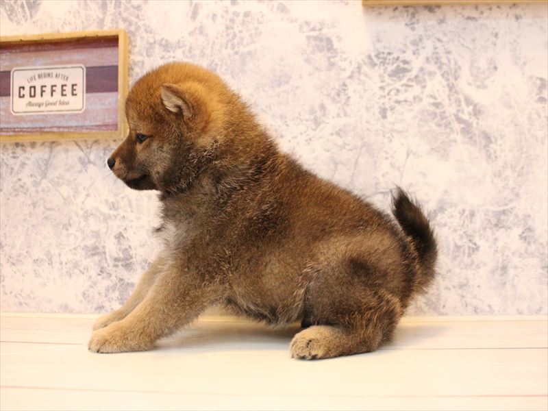 埼玉県の豆柴 (ワンラブ埼玉寄居店/2025年10月12日生まれ/男の子/赤)の子犬の3枚目の画像