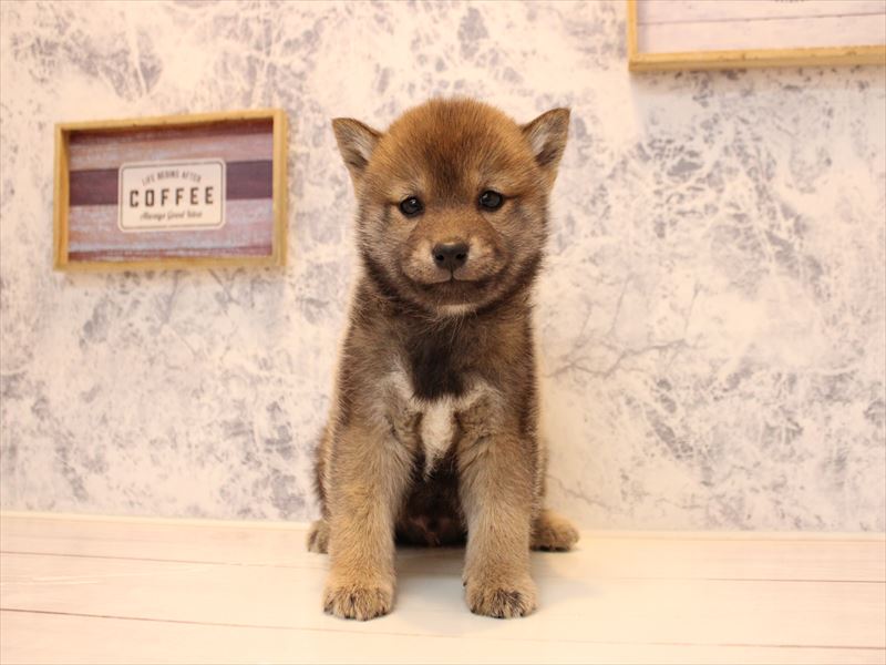 埼玉県の豆柴 (ワンラブ埼玉寄居店/2025年10月12日生まれ/男の子/赤)の子犬の2枚目の画像