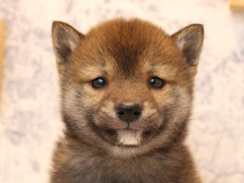 埼玉県の豆柴 (ワンラブ埼玉寄居店/2025年10月12日生まれ/男の子/赤)の子犬の1枚目の画像