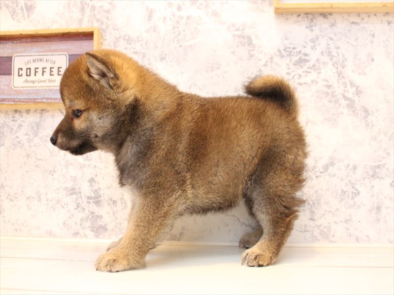 埼玉県の豆柴 (ワンラブ埼玉寄居店/2025年10月12日生まれ/男の子/赤)の子犬の3枚目の画像