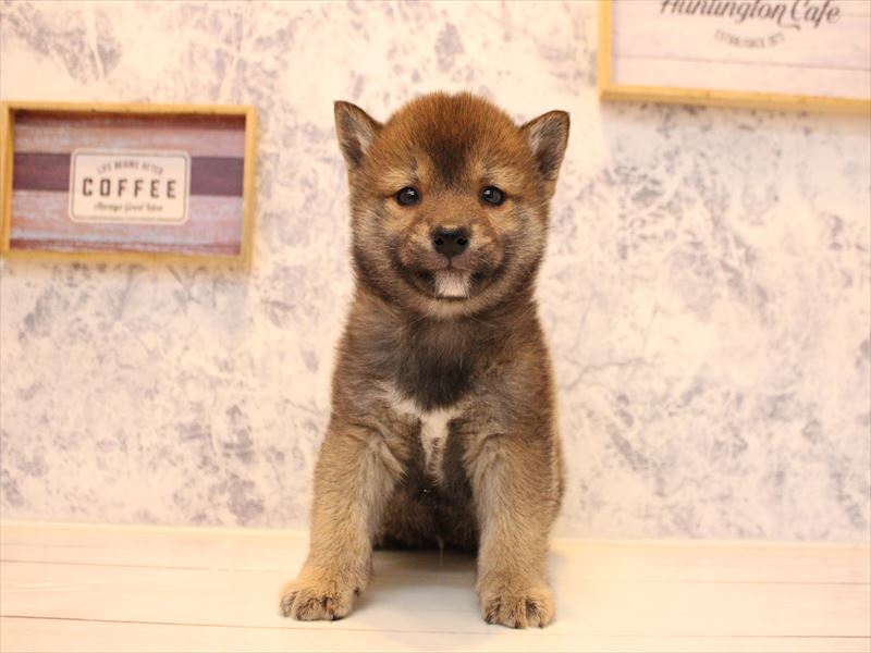 埼玉県の豆柴 (ワンラブ埼玉寄居店/2025年10月12日生まれ/男の子/赤)の子犬の2枚目の画像