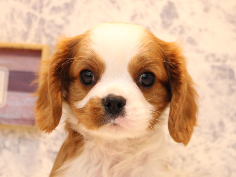 神奈川県のキャバリアキングチャールズスパニエル (ワンラブコピオ相模原インター店/2025年10月11日生まれ/男の子/ブレンハイム)の子犬
