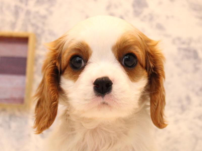 埼玉県のキャバリアキングチャールズスパニエル (ワンラブアリオ鷲宮店/2025年10月11日生まれ/女の子/ブレンハイム)の子犬