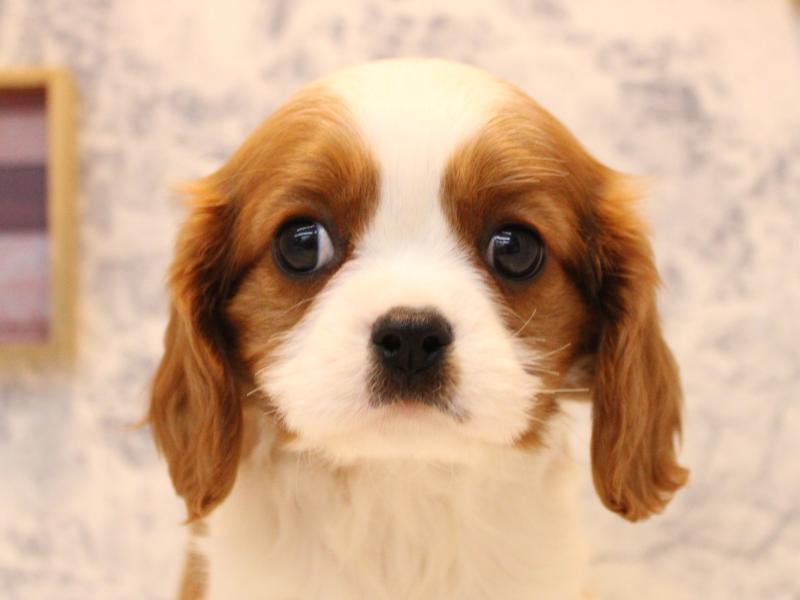 東京都のキャバリアキングチャールズスパニエル (ワンラブカインズ町田多摩境店/2025年10月11日生まれ/女の子/ブレンハイム)の子犬