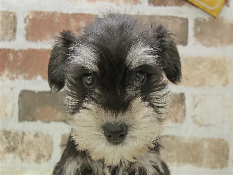 愛知県のミニチュアシュナウザー (ワンラブ名古屋守山インター総本店/2025年10月10日生まれ/男の子/ブラックシルバー)の子犬の1枚目の画像