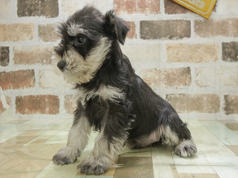 愛知県のミニチュアシュナウザー (ワンラブ名古屋守山インター総本店/2025年10月10日生まれ/男の子/ブラックシルバー)の子犬の2枚目の画像