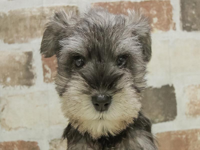 兵庫県のミニチュアシュナウザー (ワンラブブルメール舞多聞店/2025年10月10日生まれ/男の子/ソルトペッパー)の子犬