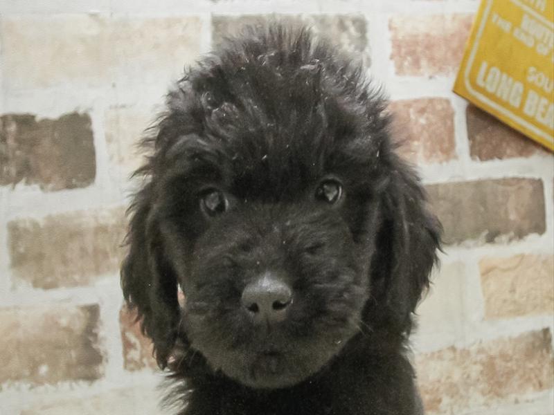 三重県のゴールデンドゥードゥル(ゴールデン×プードル) (ワンラブホームセンターバロー松阪店/2025年10月10日生まれ/男の子/ブラック)の子犬の1枚目の画像