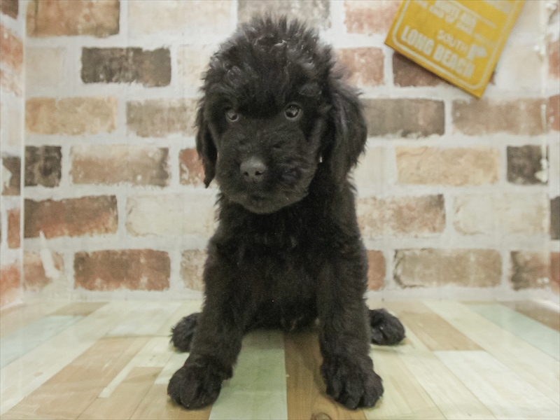 三重県のゴールデンドゥードゥル(ゴールデン×プードル) (ワンラブホームセンターバロー松阪店/2025年10月10日生まれ/男の子/ブラック)の子犬の3枚目の画像