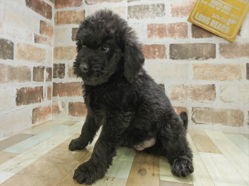 三重県のゴールデンドゥードゥル(ゴールデン×プードル) (ワンラブホームセンターバロー松阪店/2025年10月10日生まれ/男の子/ブラック)の子犬の2枚目の画像