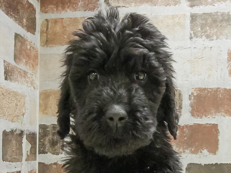 愛知県のゴールデンドゥードゥル(ゴールデン×プードル) (ワンラブ名古屋守山インター総本店/2025年10月10日生まれ/女の子/ブラック)の子犬の1枚目の画像