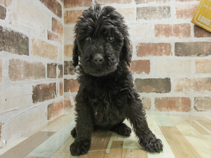 愛知県のゴールデンドゥードゥル(ゴールデン×プードル) (ワンラブ名古屋守山インター総本店/2025年10月10日生まれ/女の子/ブラック)の子犬の3枚目の画像