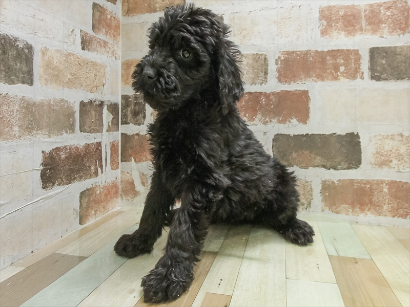 愛知県のゴールデンドゥードゥル(ゴールデン×プードル) (ワンラブ名古屋守山インター総本店/2025年10月10日生まれ/女の子/ブラック)の子犬の2枚目の画像