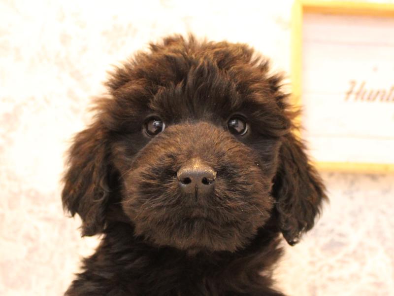 埼玉県のゴールデンドゥードゥル(ゴールデン×プードル) (ワンラブ埼玉寄居店/2025年10月10日生まれ/女の子/ブラック)の子犬の1枚目の画像