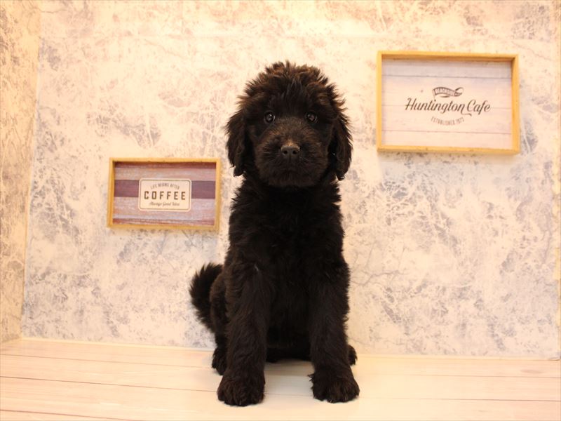 埼玉県のゴールデンドゥードゥル(ゴールデン×プードル) (ワンラブ埼玉寄居店/2025年10月10日生まれ/女の子/ブラック)の子犬の2枚目の画像