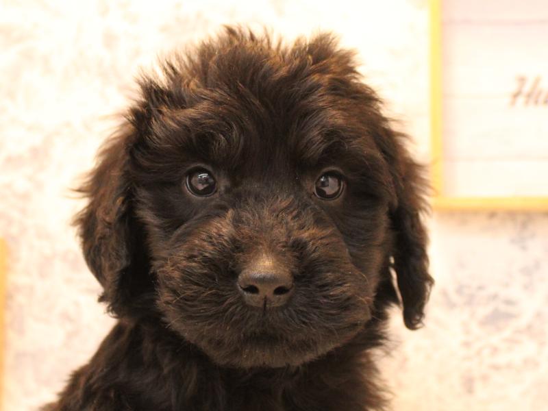 埼玉県のゴールデンドゥードゥル(ゴールデン×プードル) (ワンラブ埼玉寄居店/2025年10月10日生まれ/女の子/ブラック)の子犬の1枚目の画像