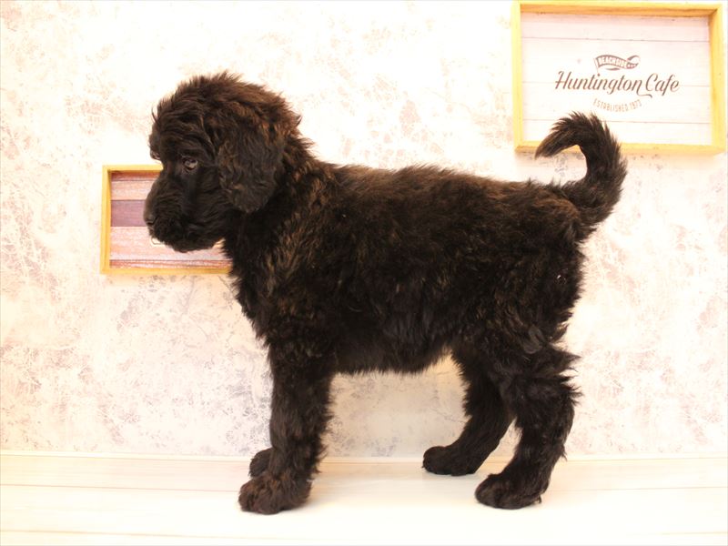 埼玉県のゴールデンドゥードゥル(ゴールデン×プードル) (ワンラブ埼玉寄居店/2025年10月10日生まれ/女の子/ブラック)の子犬の3枚目の画像