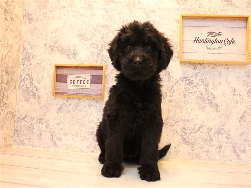 埼玉県のゴールデンドゥードゥル(ゴールデン×プードル) (ワンラブ埼玉寄居店/2025年10月10日生まれ/女の子/ブラック)の子犬の2枚目の画像