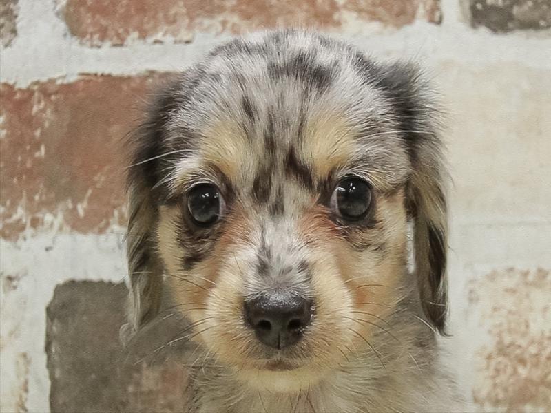 愛知県のチワックス(チワワ×ダックス) (ワンラブドン・キホーテ緑店(FC)/2025年10月14日生まれ/男の子/シルバーダップル)の子犬の1枚目の画像