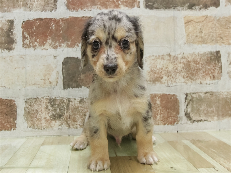 愛知県のチワックス(チワワ×ダックス) (ワンラブドン・キホーテ緑店(FC)/2025年10月14日生まれ/男の子/シルバーダップル)の子犬の3枚目の画像