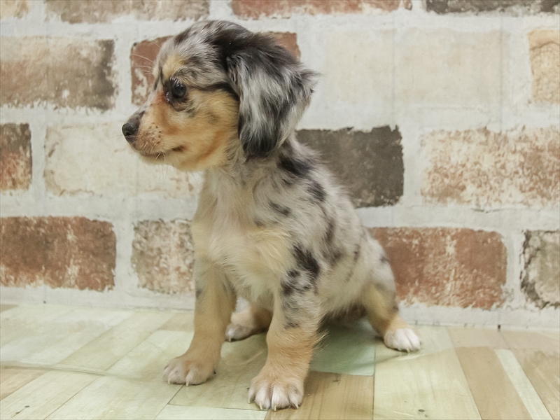 愛知県のチワックス(チワワ×ダックス) (ワンラブドン・キホーテ緑店(FC)/2025年10月14日生まれ/男の子/シルバーダップル)の子犬の2枚目の画像