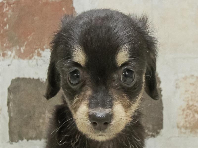 三重県のチワックス(チワワ×ダックス) (ワンラブバローミタス伊勢店(FC)/2025年10月14日生まれ/女の子/ブラックタン)の子犬の1枚目の画像