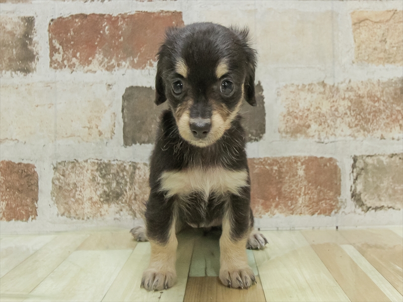 三重県のチワックス(チワワ×ダックス) (ワンラブバローミタス伊勢店(FC)/2025年10月14日生まれ/女の子/ブラックタン)の子犬の3枚目の画像