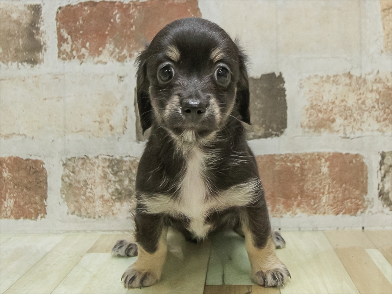 三重県のチワックス(チワワ×ダックス) (ワンラブホームセンターバロー久居店(FC)/2025年10月14日生まれ/女の子/ブラックタン)の子犬の3枚目の画像