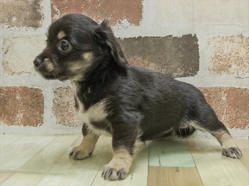 三重県のチワックス(チワワ×ダックス) (ワンラブホームセンターバロー久居店(FC)/2025年10月14日生まれ/女の子/ブラックタン)の子犬の2枚目の画像