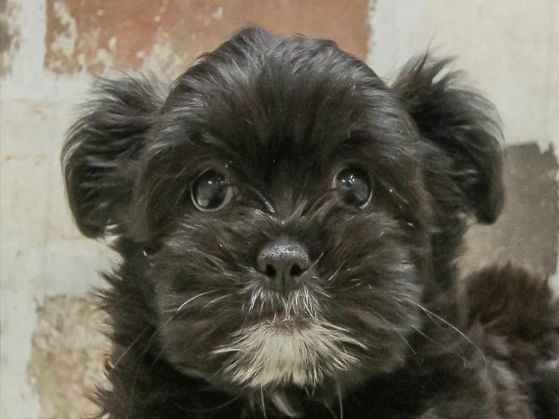 三重県のチワズー/チワシーズ(チワワ×シーズー) (ワンラブカインズ明和店(FC)/2025年10月14日生まれ/女の子/ブラックホワイト)の子犬の1枚目の画像